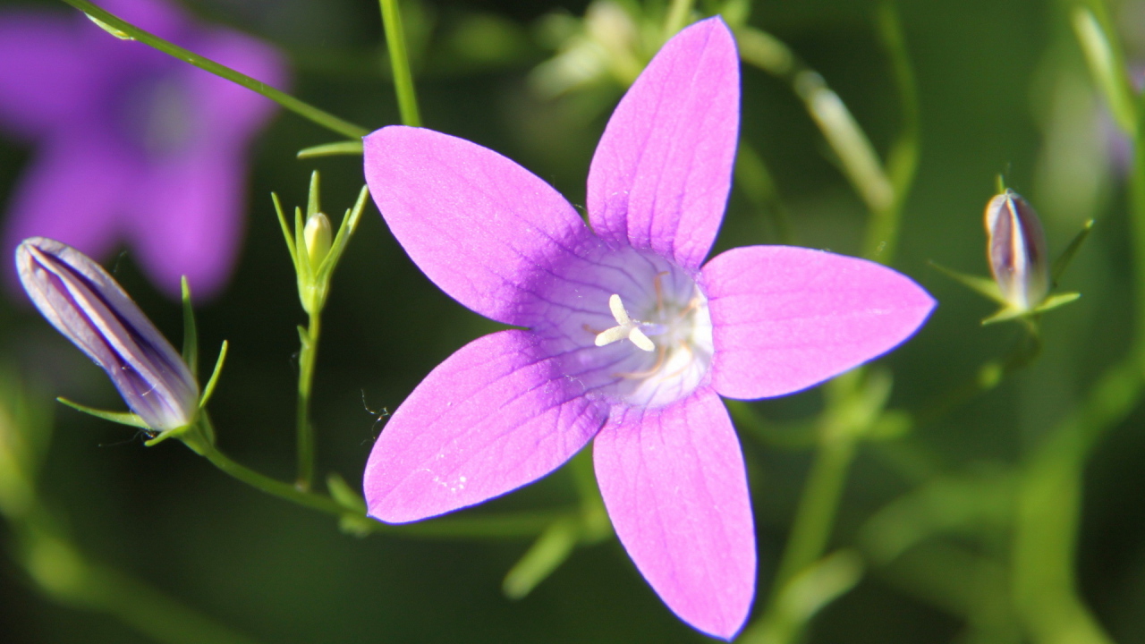Красивые колокольчики на дачном участке