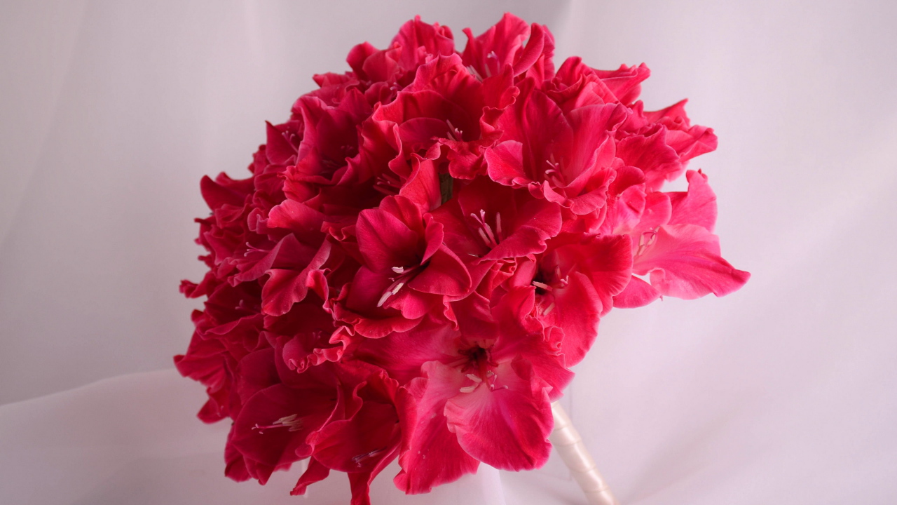 Красивый букет глаидоулс