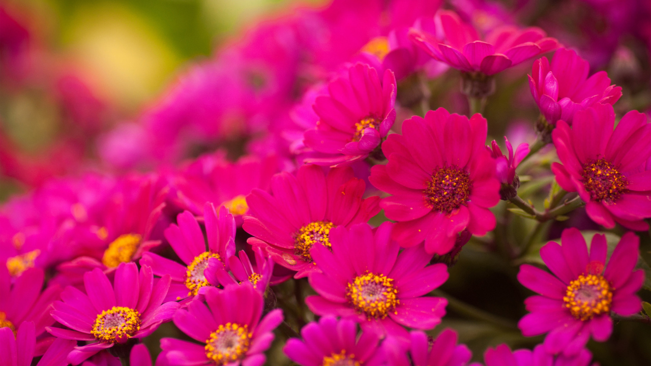 Красивые цветы хризантема в саду