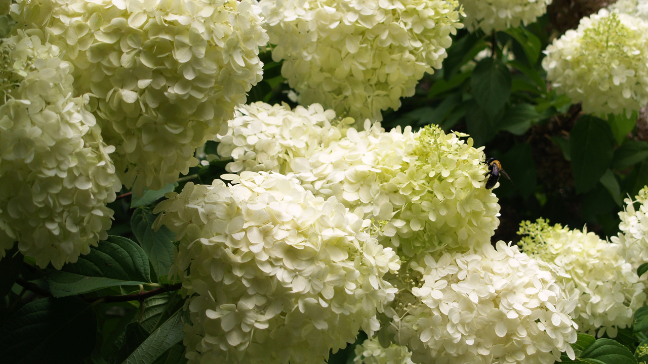 Красивые букет цветов гортензия 