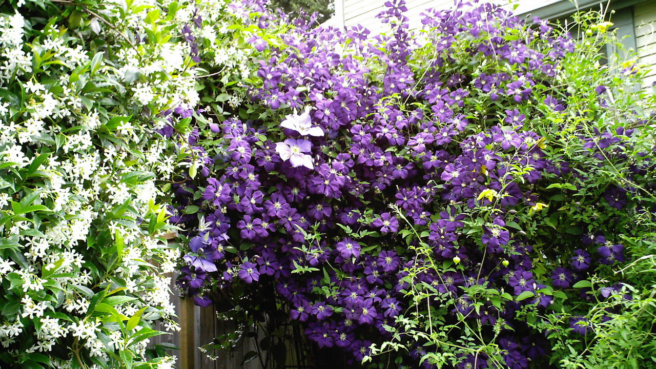 Красивый клематис на дачном участке