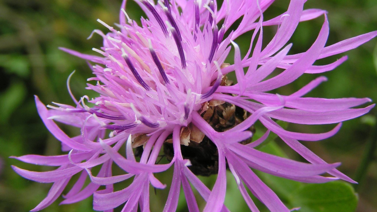 Красивые васильки на клумбе в саду