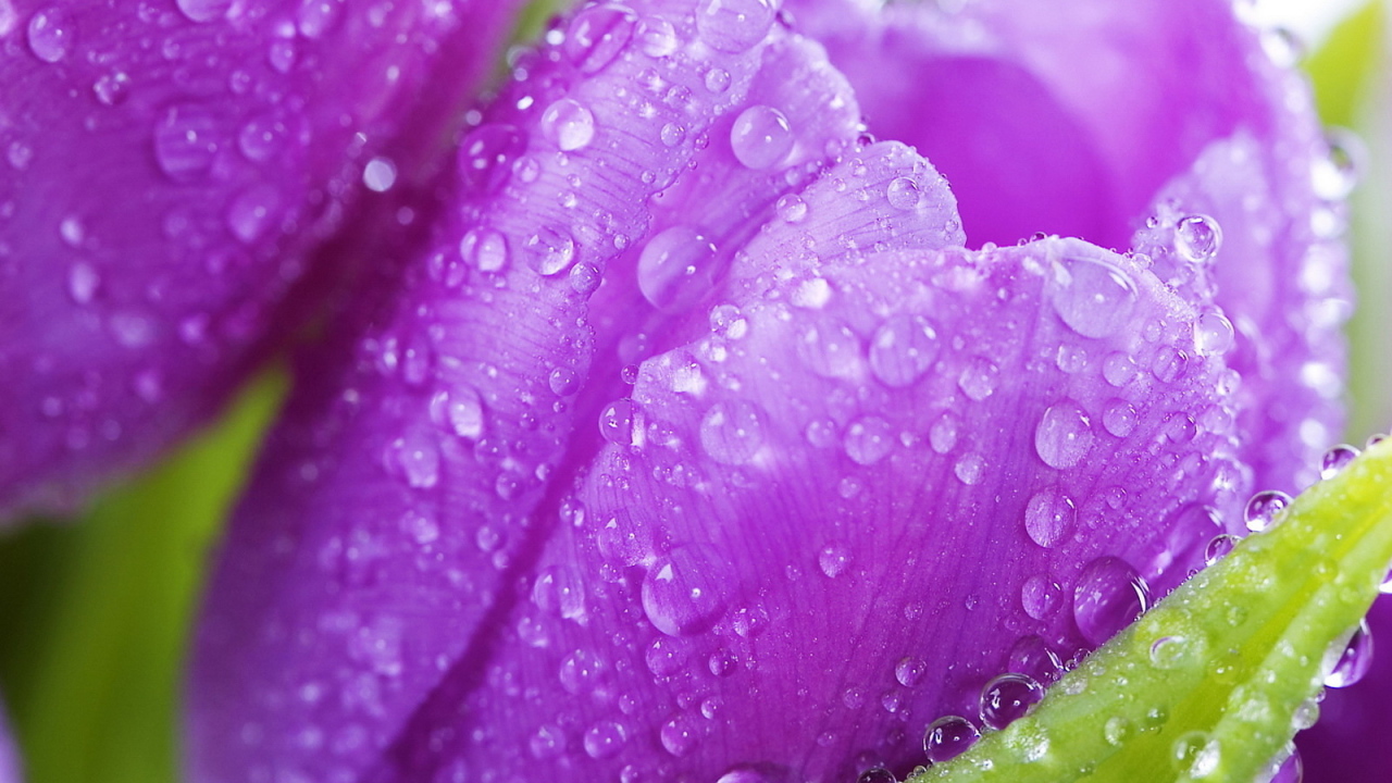 Красивые крокусы ранней весной