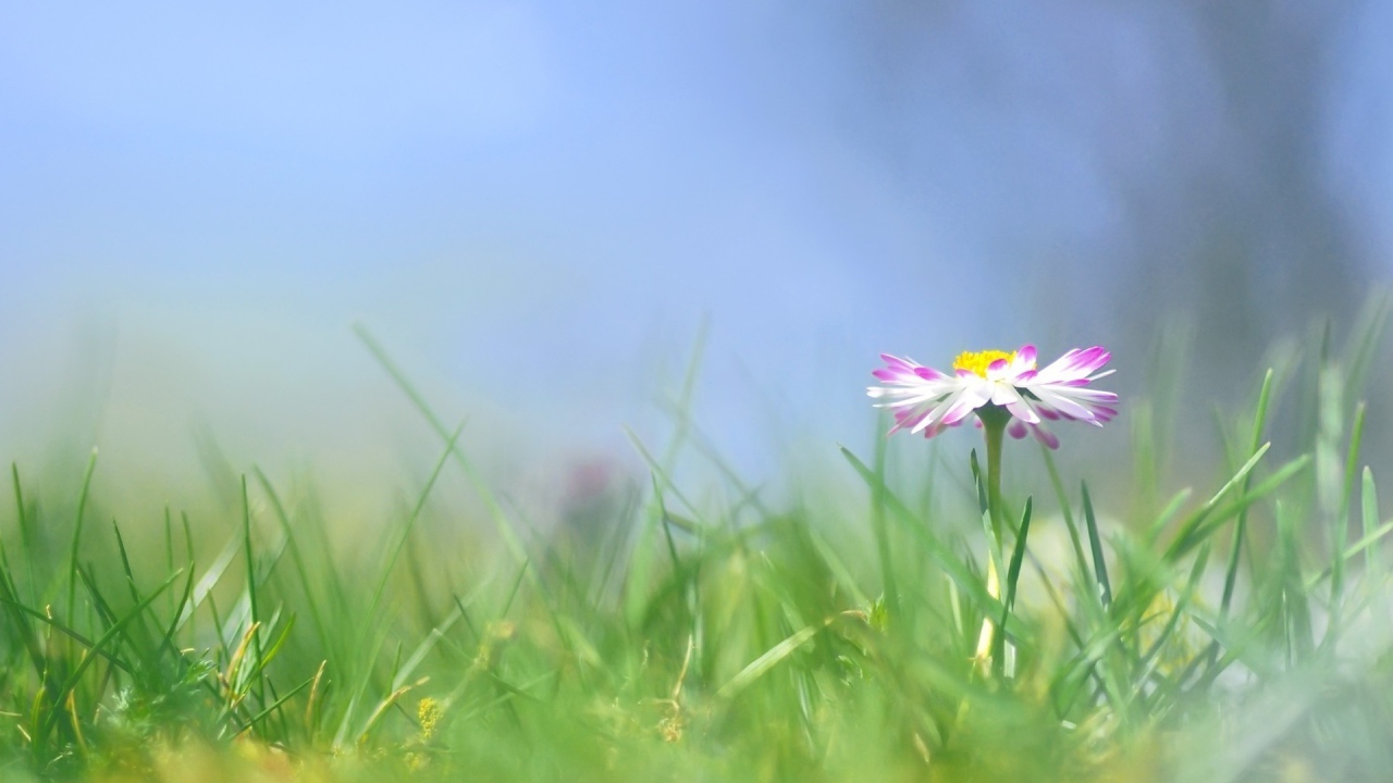 Красивые цветы маргаритки весной