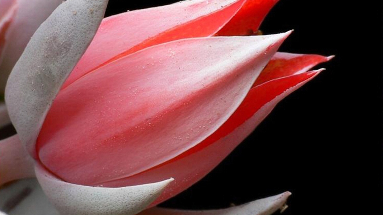 Красивая эхеверия (эчеверия) 