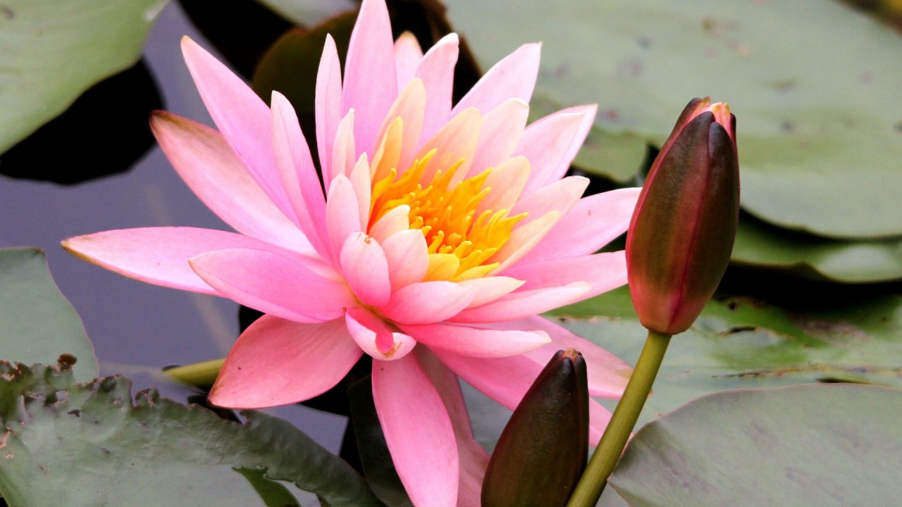 Красивый цветок нимфея на воде