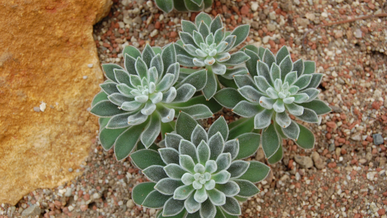 Красивый цветок эхеверия (эчеверия)  в саду