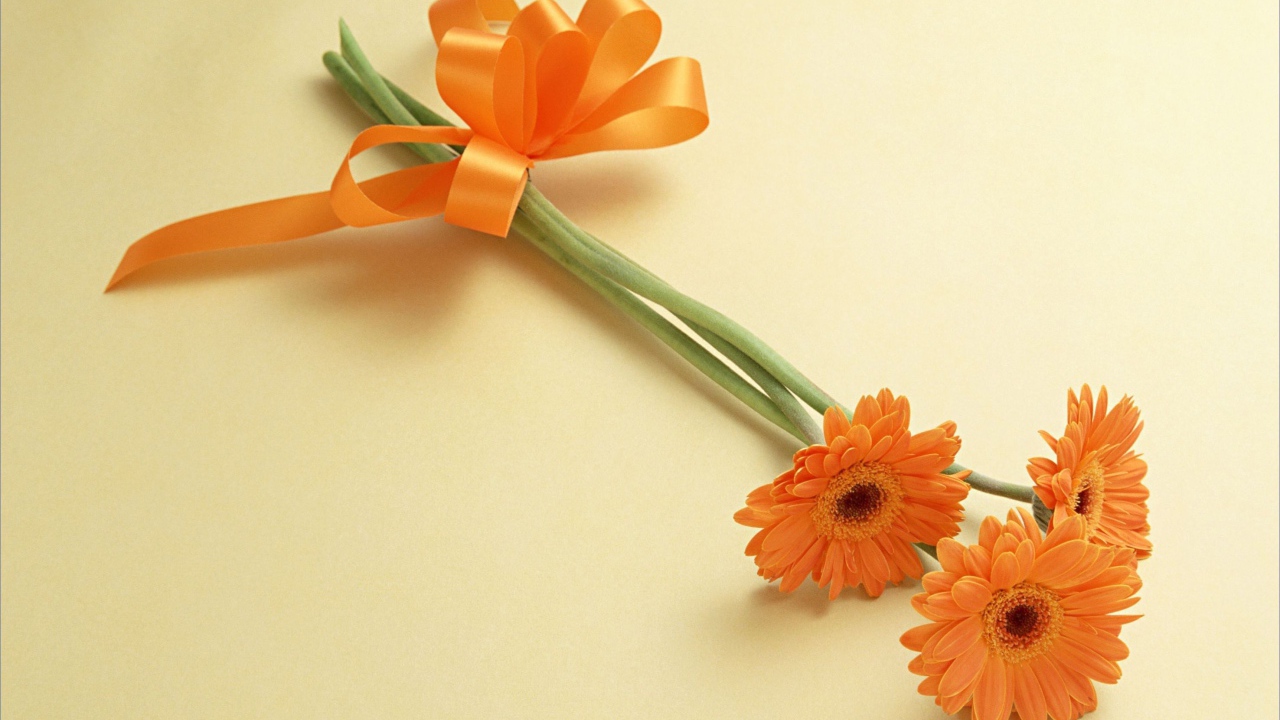 Красивый цветок гербера