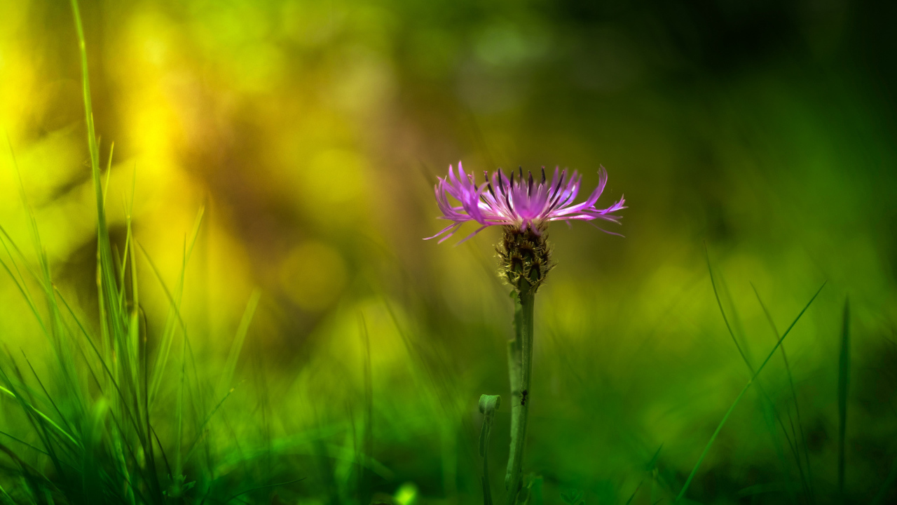 Красивый цветок василек в саду