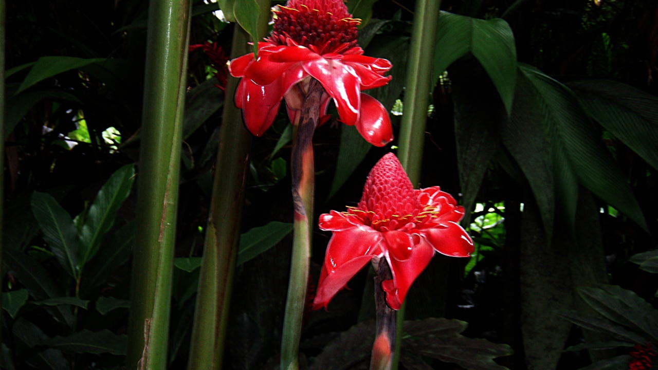 Красивый цветок роскоя на поляне