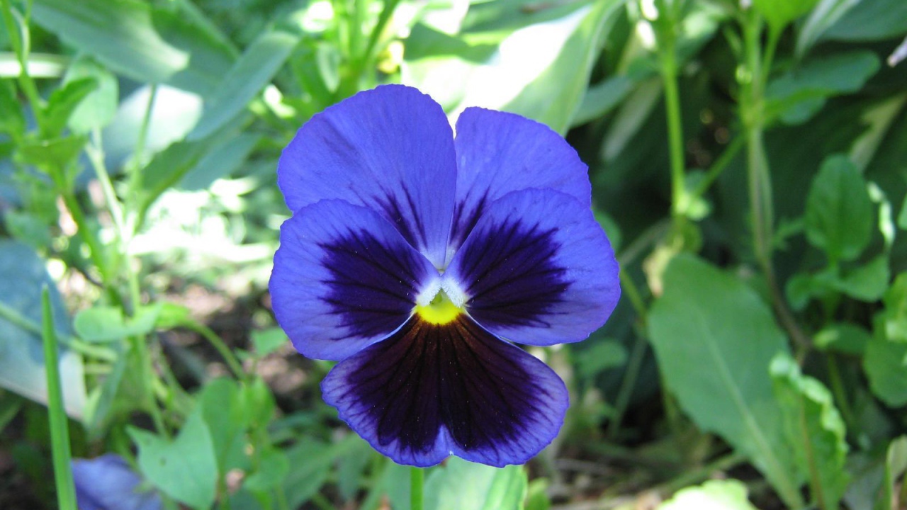 Красивый цветок анютины глазки