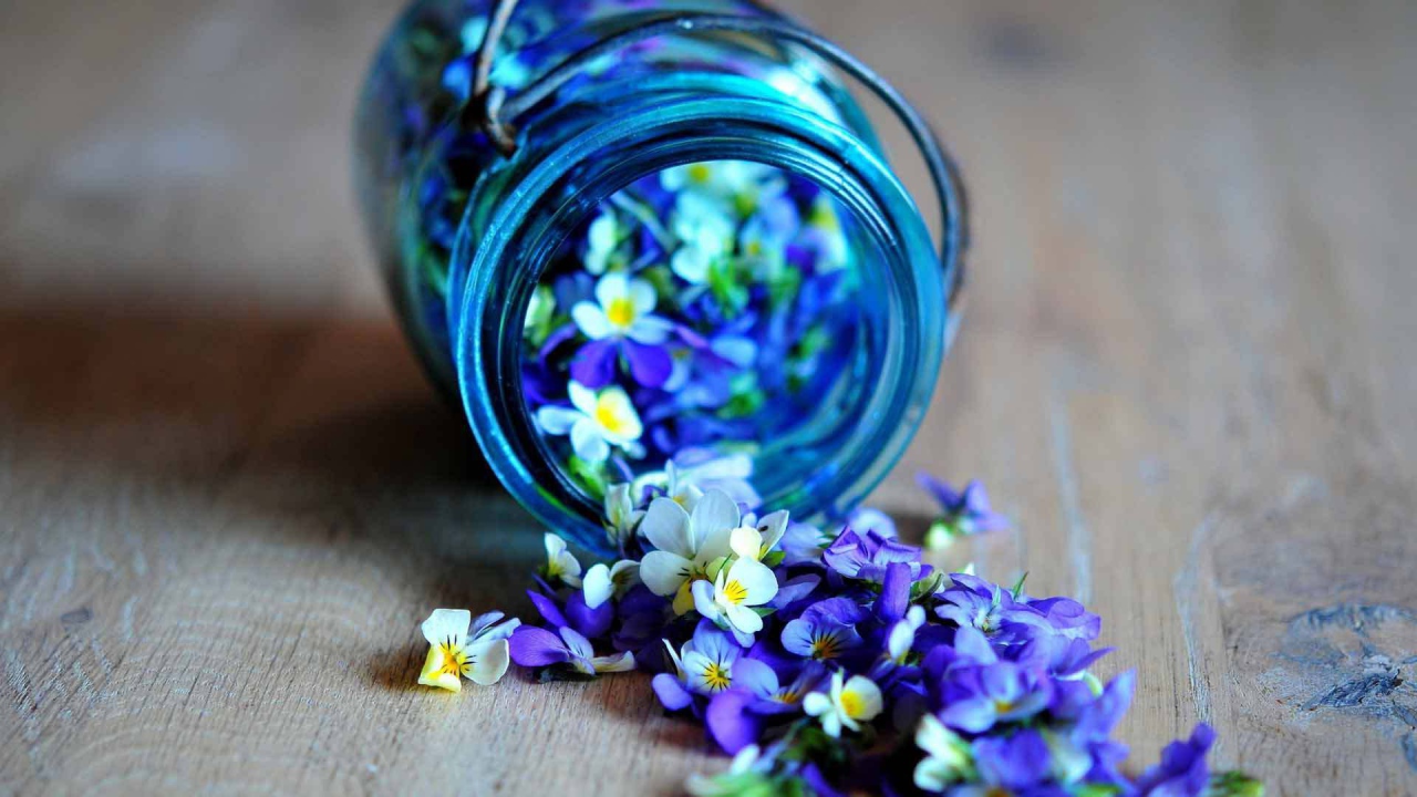 Красивые лепестки цветка виола