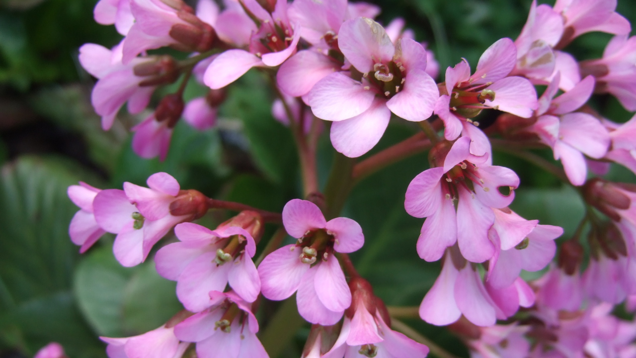 Красивые цветы бадан