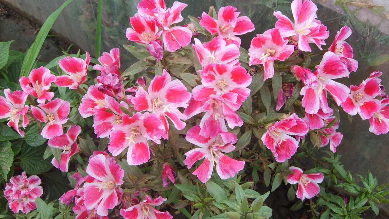 Красивые цветы кларкия (годеция) в парке