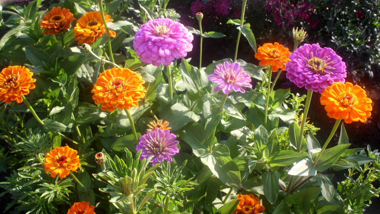 Красивые цветы цинния (циния) на клумбе в саду