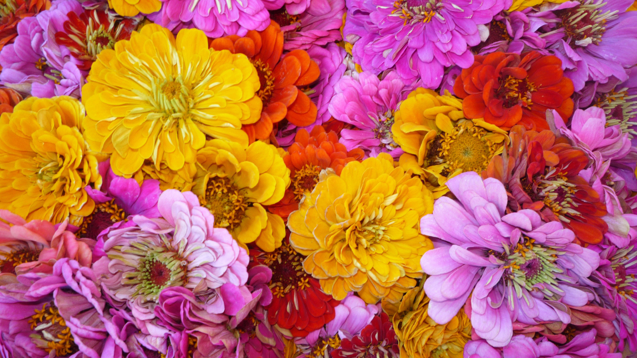 Красивые цветы цинния (циния) на поляне