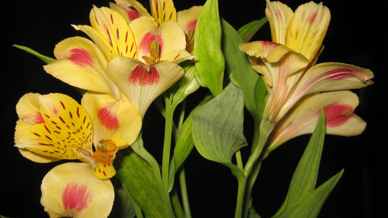 Красивые цветы альстремерия на поляне