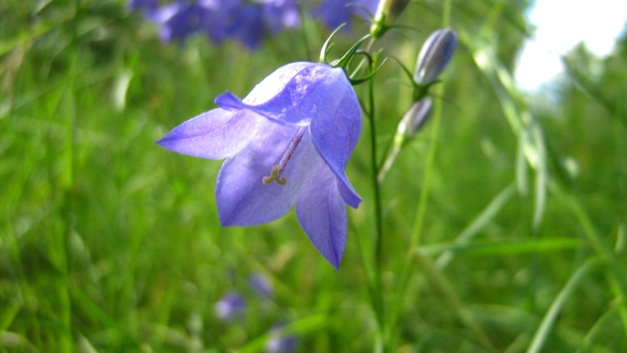 Красивые цветы колокольчик на поляне
