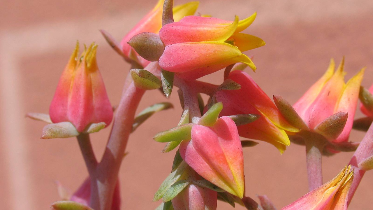 Красивые цветы эхеверия (эчеверия) на клумбе  в саду