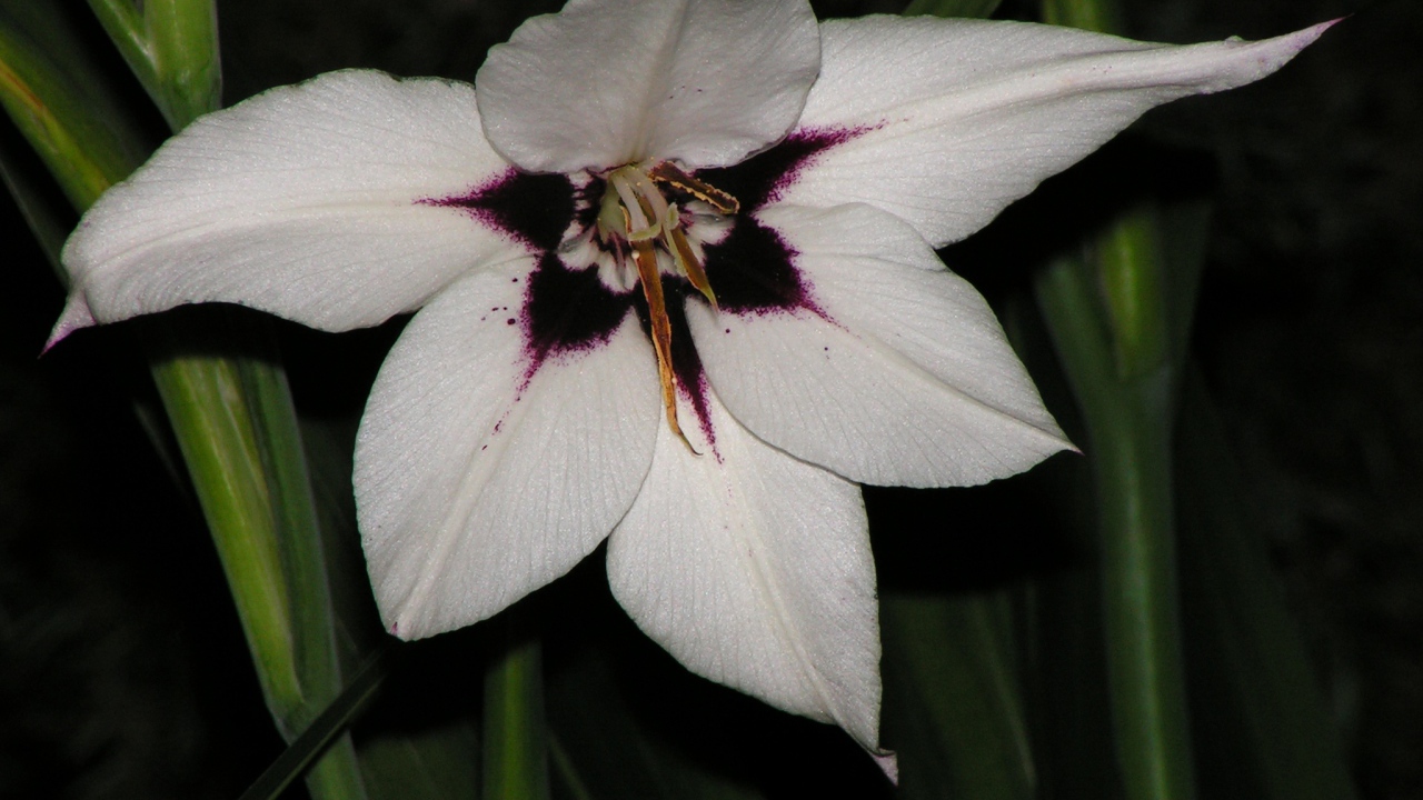 Красивые цветы ацидантера на клумбе в саду