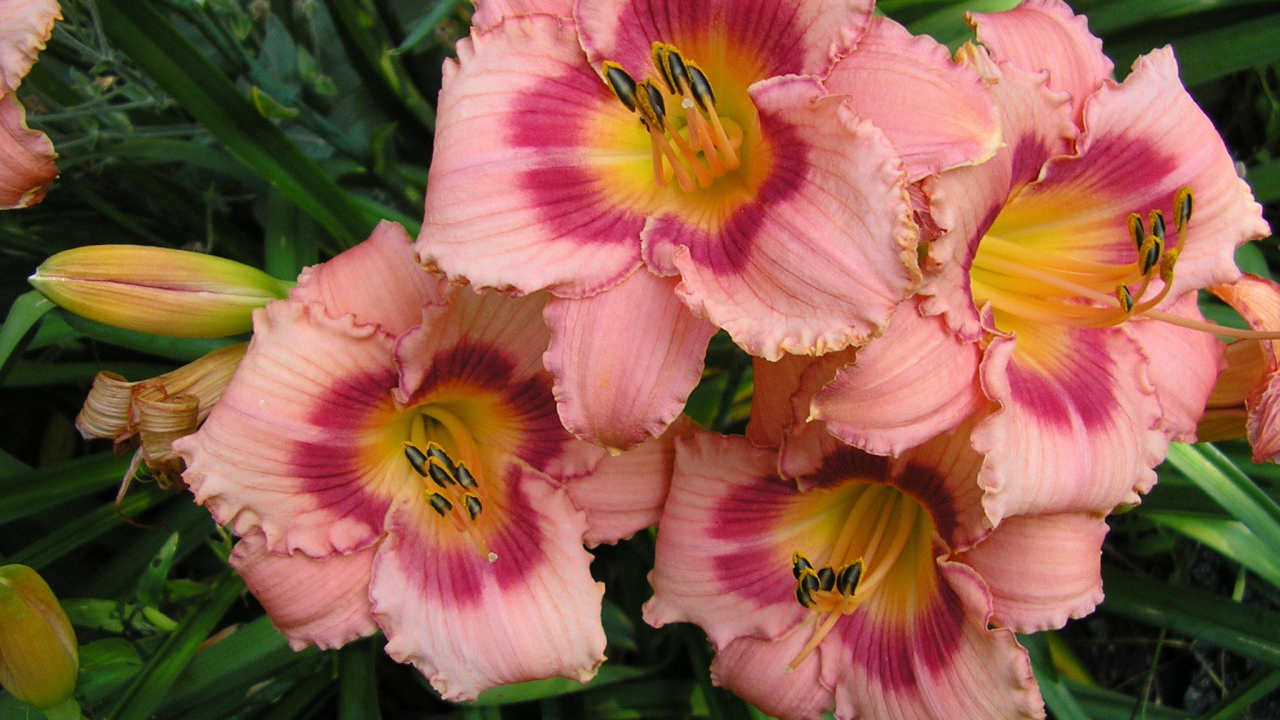 Красивые цветы лилейник на клумбе в саду