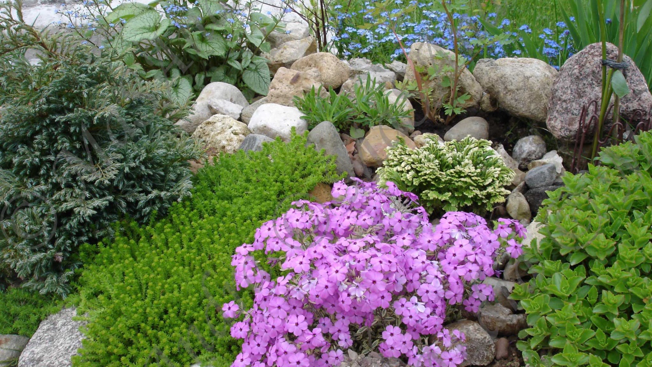 Красивые цветы армерия на клумбе в саду