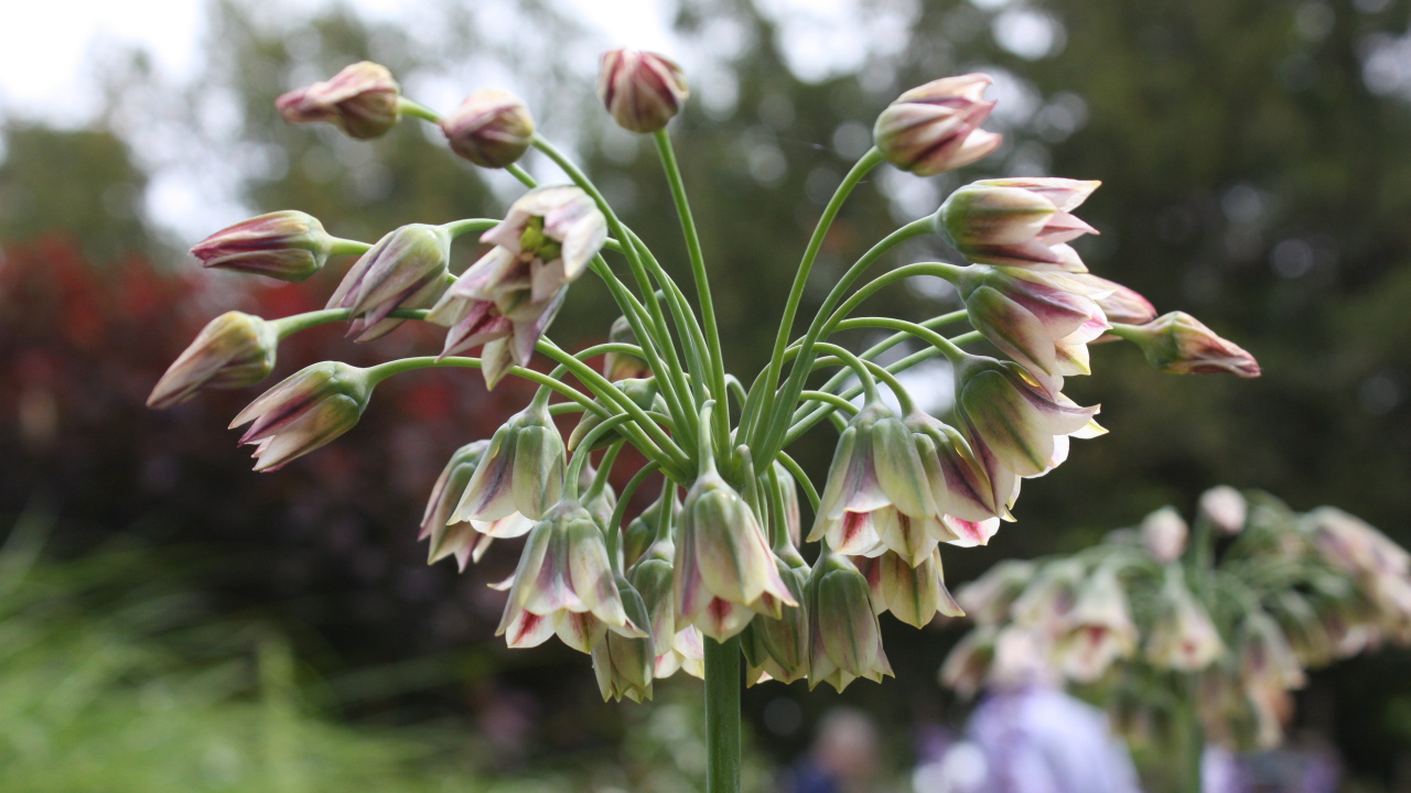 Красивые цветы нектароскордум в лесу