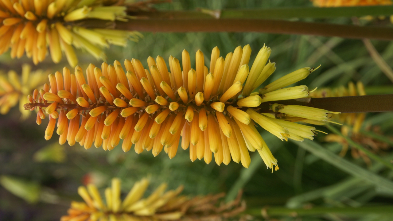 Красивые цветы кникофия в саду