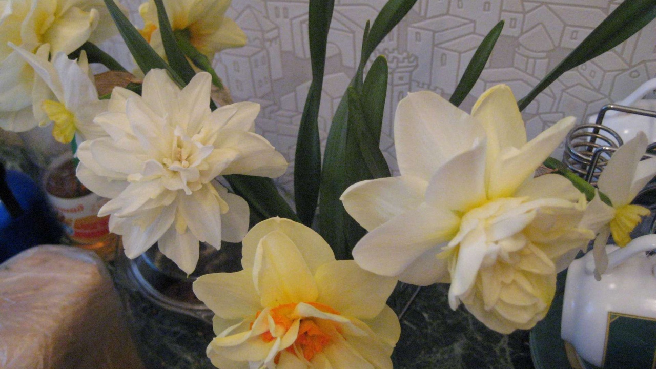 Красивые цветы нектароскордум в саду