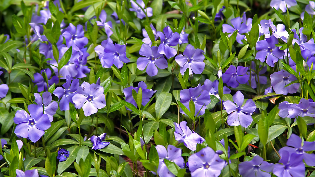 Красивые цветы барвинок в саду