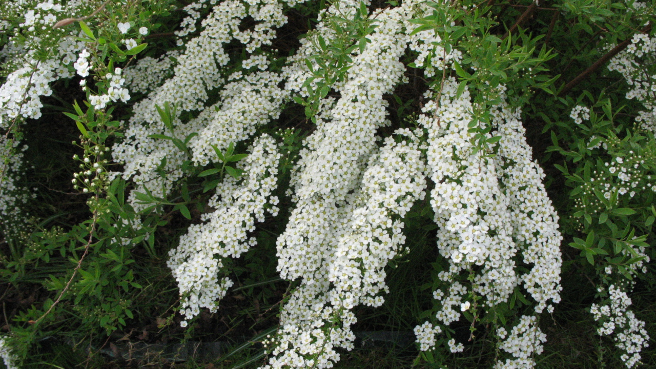 Красивые цветы спирея в саду