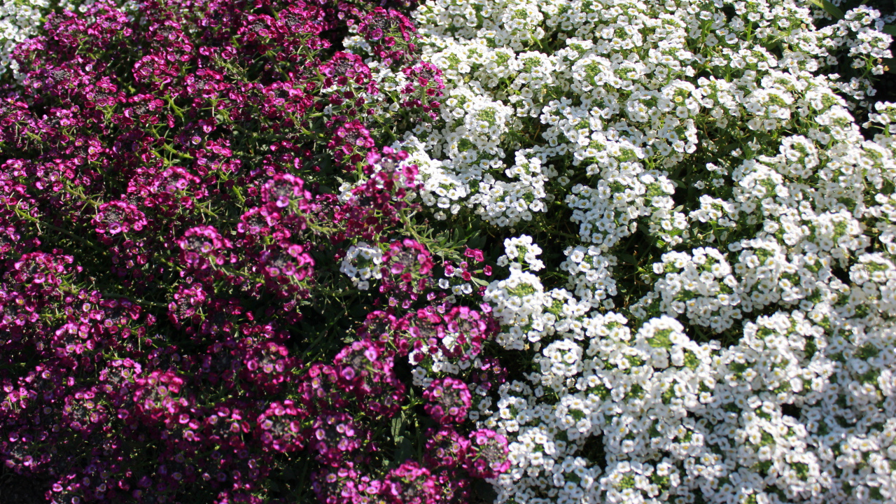 Красивые цветы алиссум в парке