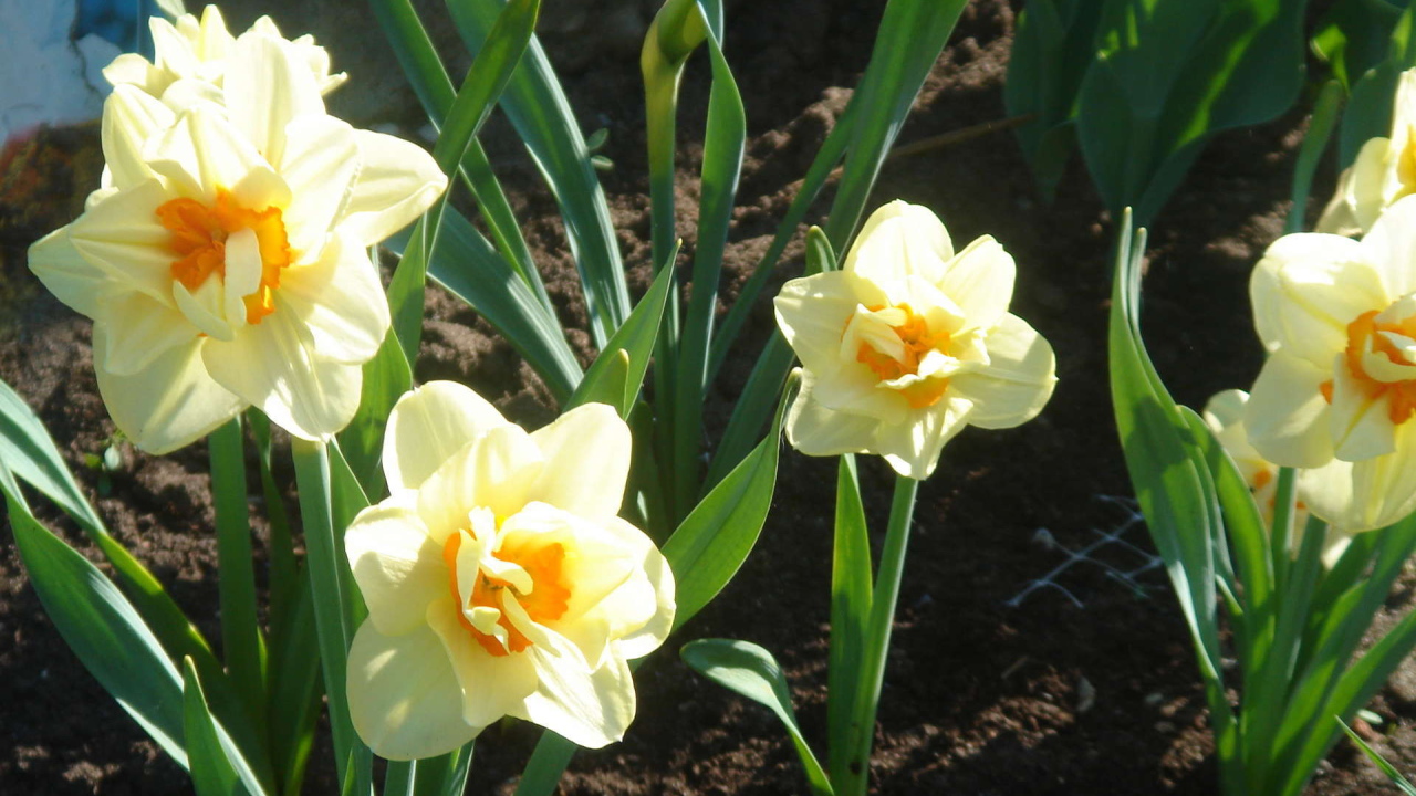 Красивые цветы нектароскордум в парке