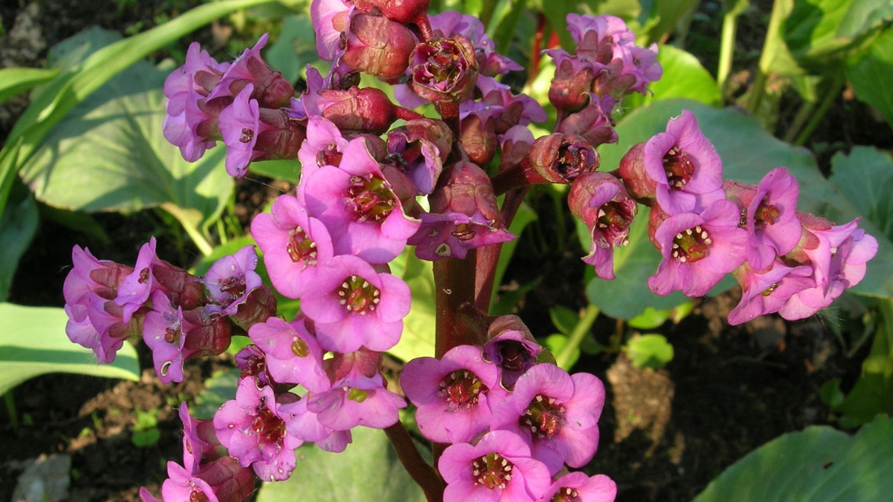 Красивые цветы растения бадан в парке