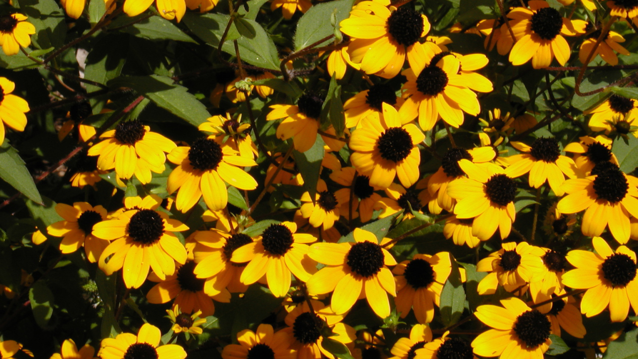 Красивые цветы рудбекия в парке