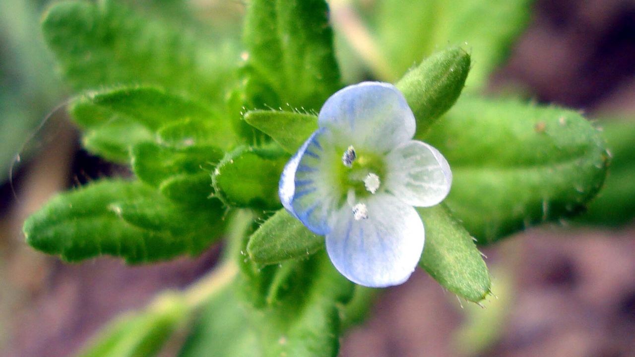 Красивые цветы вероника в парке