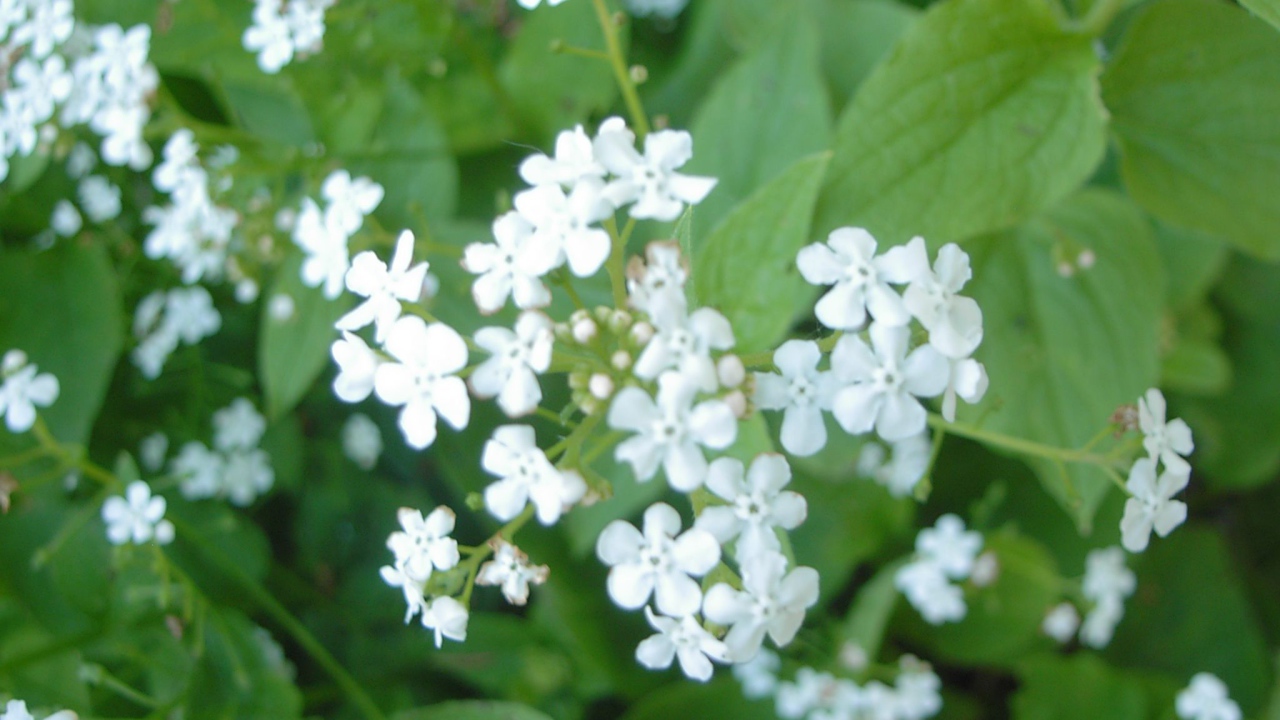 На солнце красивые цветы бруннера 