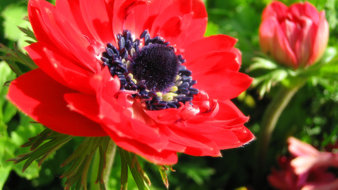 Красивые цветы анемона в парке