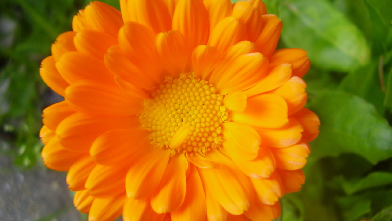 Красивые цветы календула на клумбе в саду