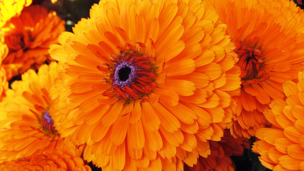 Красивые цветы календула в парке