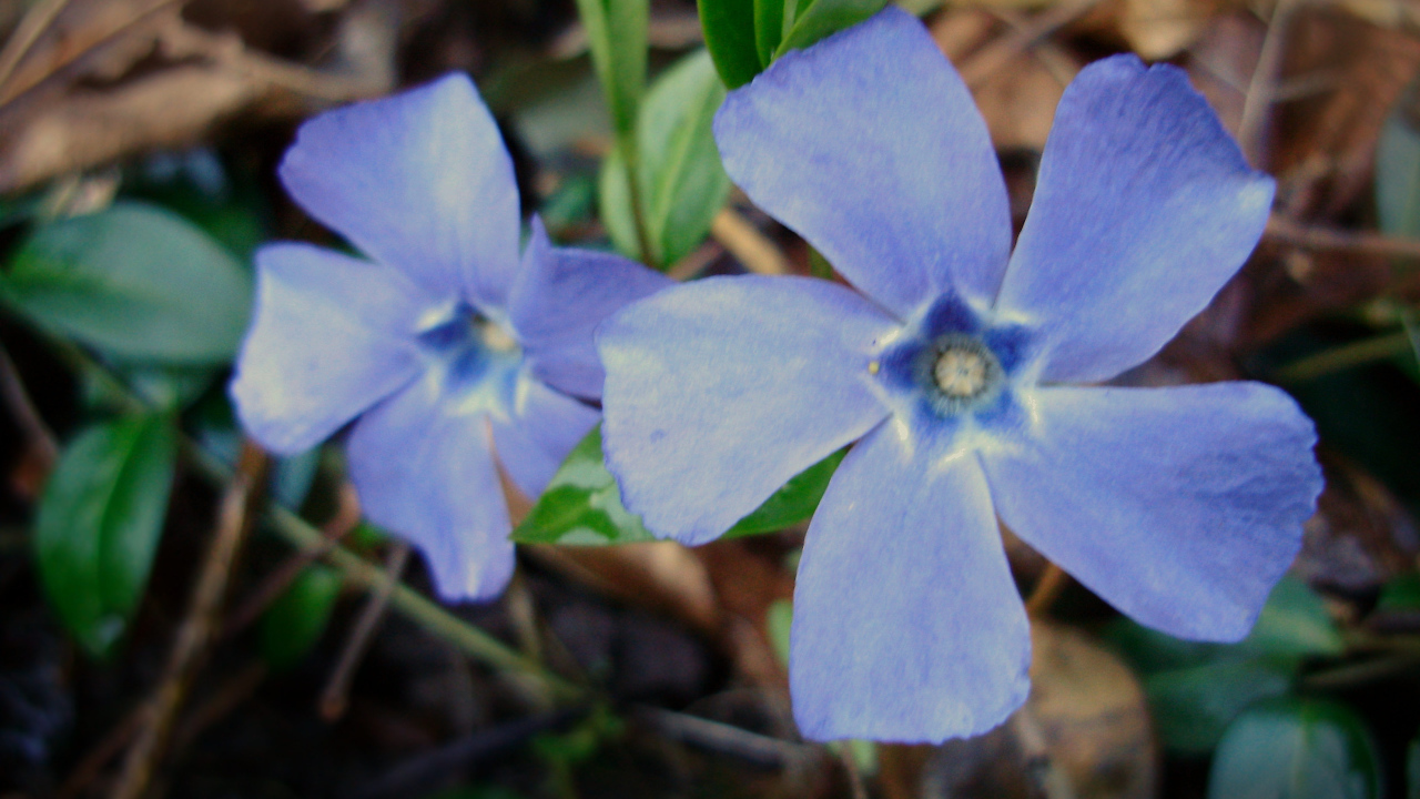 Красивые цветы барвинок на клумбе в саду
