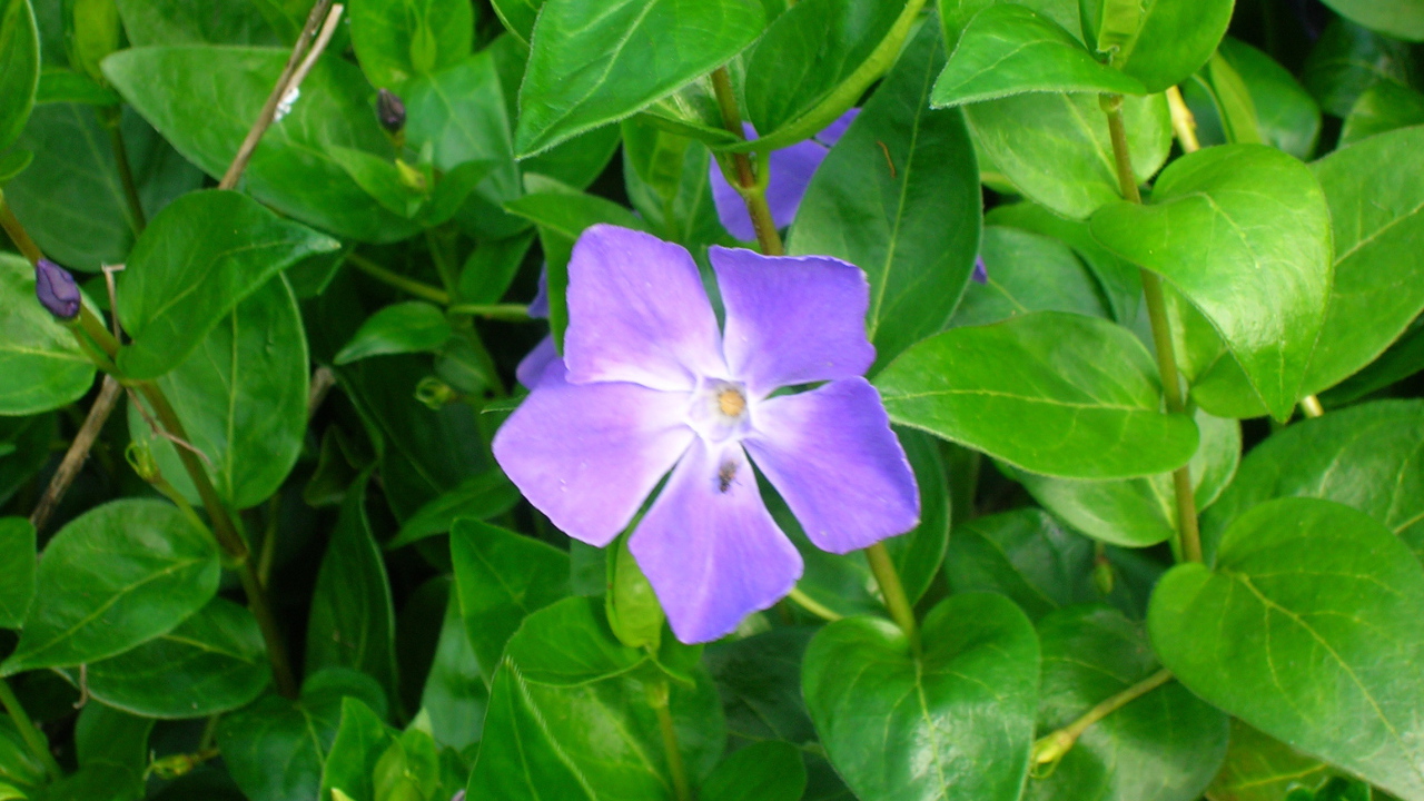 Красивые цветы барвинок на поляне