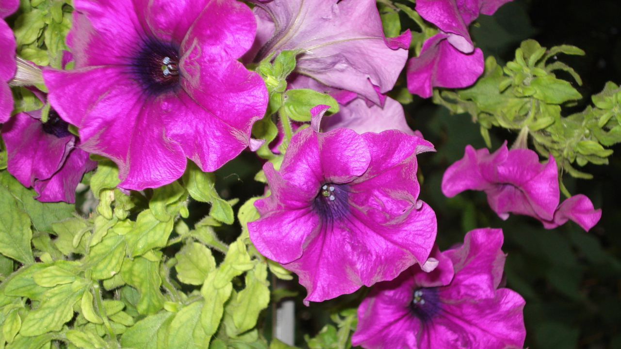 Красивые цветы петуния на поляне