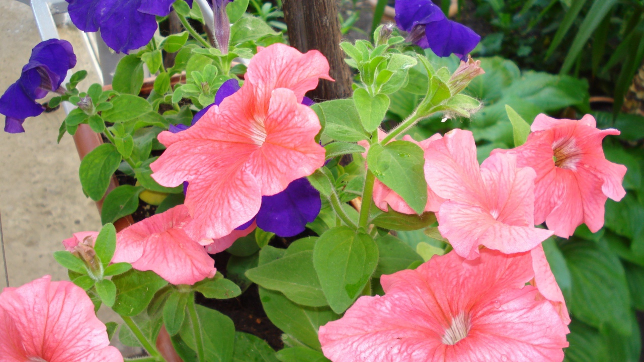 Красивые цветы петуния в лесу