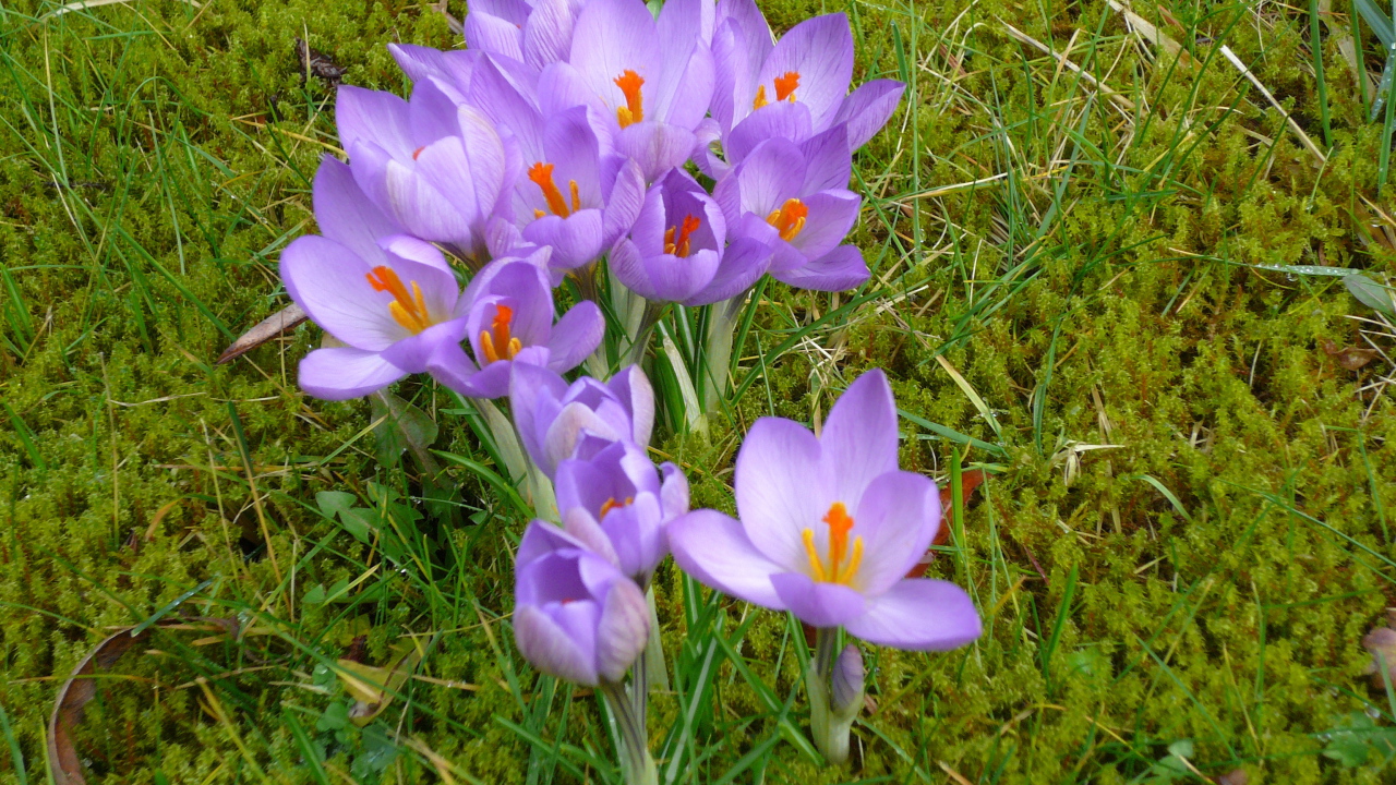 Красивые цветы шафран на газоне