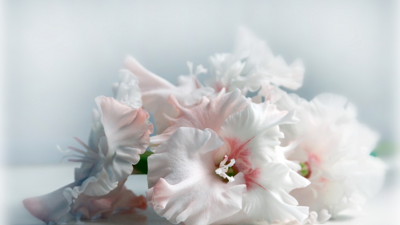 Красивые цветы белого гладиолуса