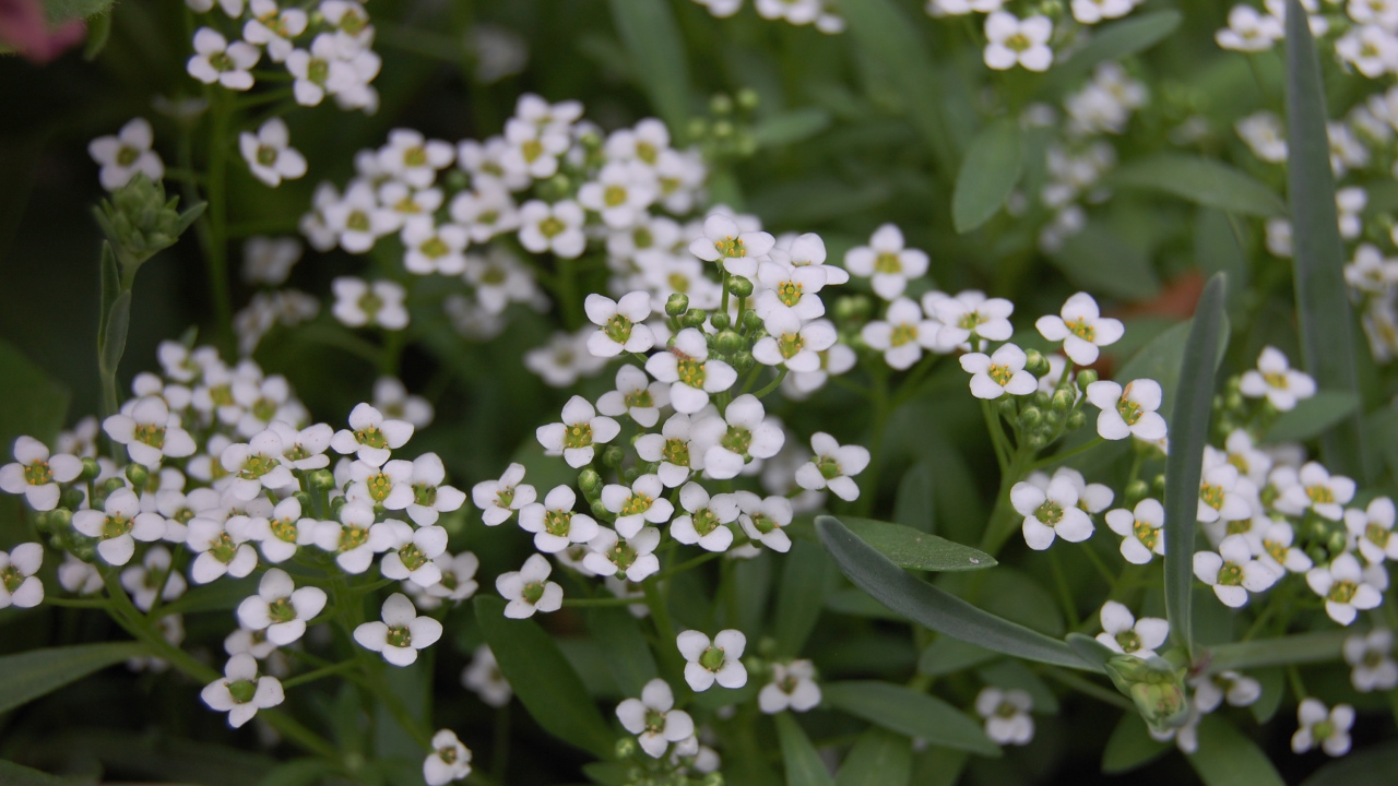 Красивые цветы алиссум на дачном участке