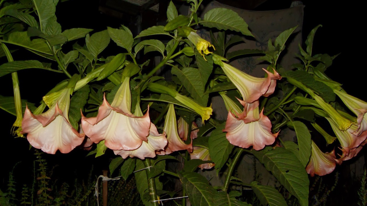 Красивые цветы бругмансия на поляне