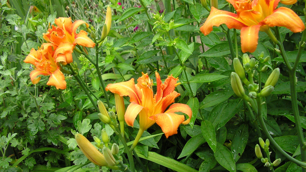 Красивые цветы лилейник на поляне