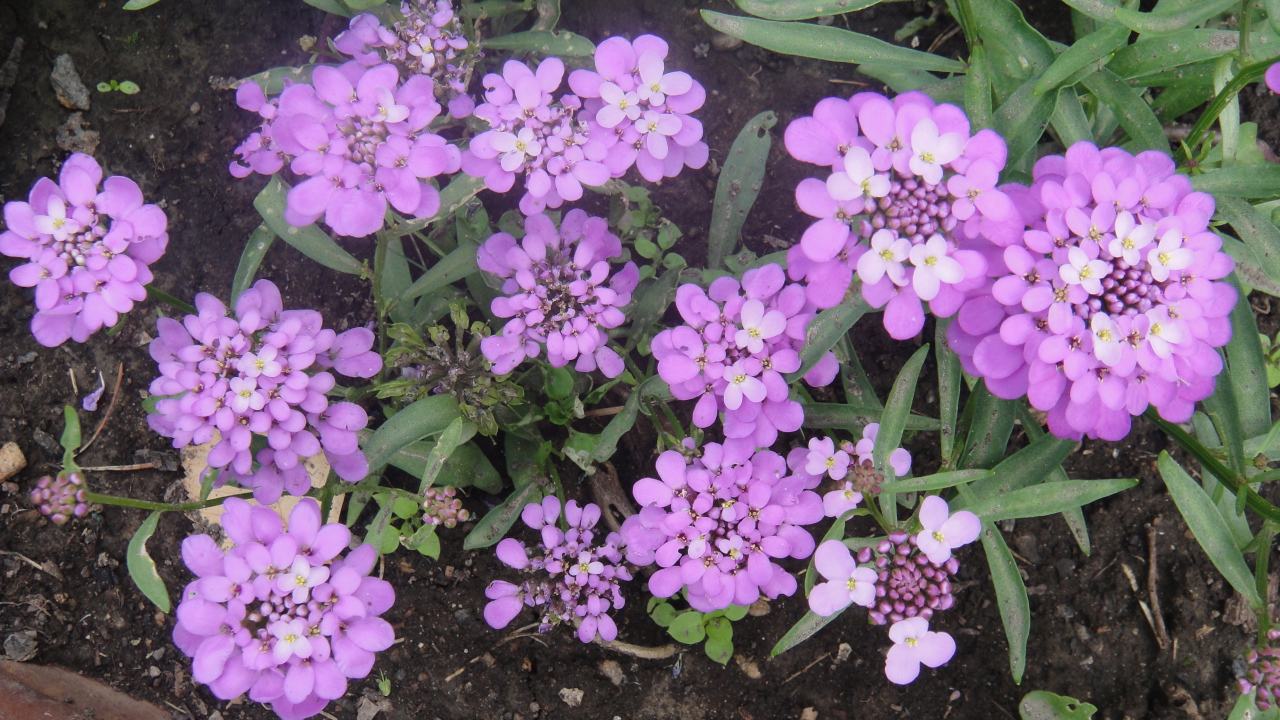 Красивые цветы иберис на поляне